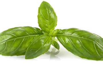 Fresh green leaf basil