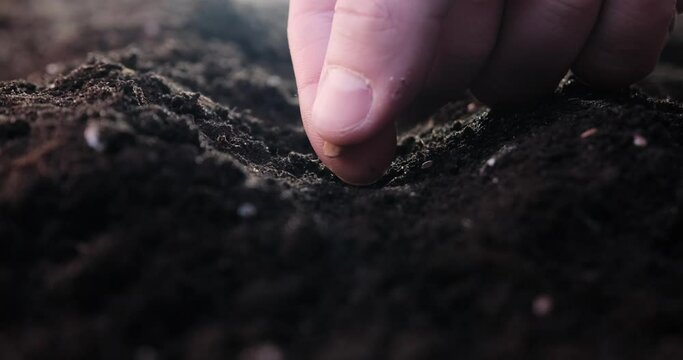 The farmer sows one seed into the soil, close-up, the farmer's hand sows the seed.
