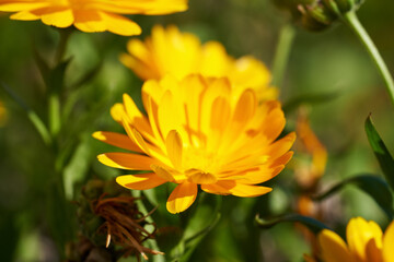 Calendula or pot marigold growing outdoors