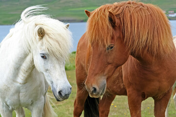 Closeup of couple wild brown and white icelandic horses looking at each other, green pasture and lake - Iceland