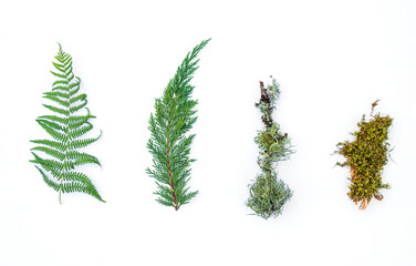 set of branches and leaves: fern, thuja, mossy branch, moss
