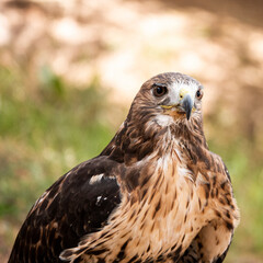 Young golden eagle preparing to fly