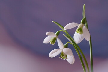 Beautiful background with harbingers of spring ; Snowdrops, Galanthus