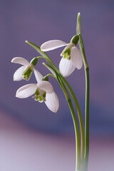 Fototapeta premium Beautiful background with harbingers of spring ; Snowdrops, Galanthus