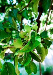young unripe green apples grow on an apple tree. cultivation of apples concept