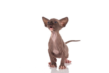 Canadian sphynx kitten