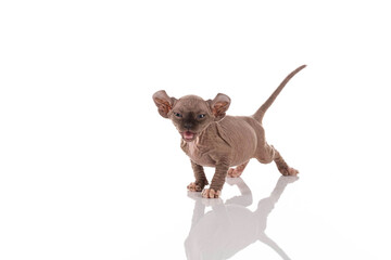 Canadian sphynx kitten