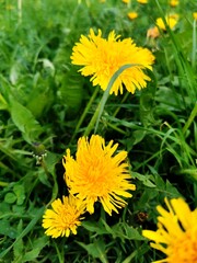 Yellow flowers of dandelions in green backgrounds. Spring background.