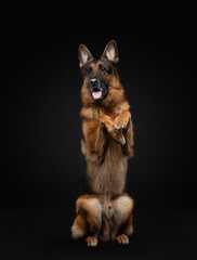 german shepherd on a black background. Beautiful dog portrait in studio