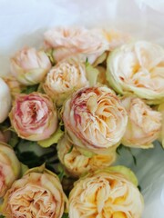 Spray rose close-up. Peony soft pink rose.