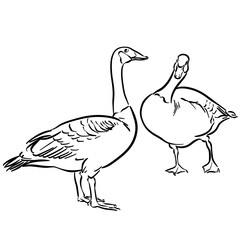 Geese 