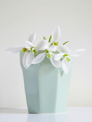 White fresh natural snowdrops flowers in light green ceramic vase