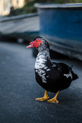 Portrait of a muscovy duck with a red beak.