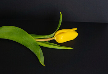 Obraz premium spring flowers yellow tulips until March 8