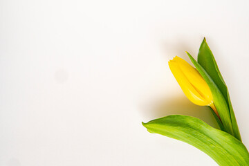 Obraz premium spring flowers yellow tulips until March 8