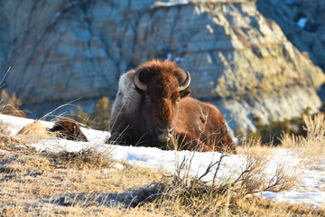 A bison laying in the snow in Theodore Roosevelt National Park - obrazy, fototapety, plakaty