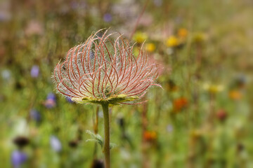 Withered alpine avens, Geum montanum, alpine flowers in the mountains of the High Tauern, Alps, Europe