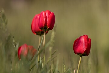 red tulips in spring