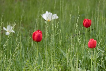 red tulips in spring