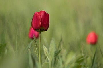 red tulips in spring