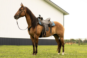 horse on the grass