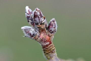 Macro shot of apple fruit bud