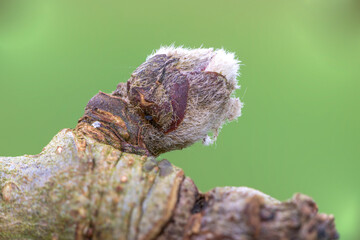 Macro shot of apple fruit bud