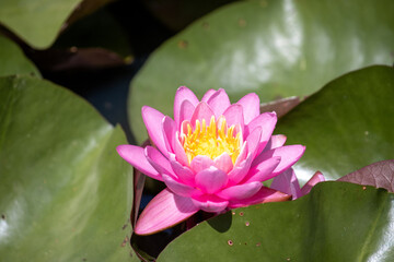 Pink water lily blooming in a pond
