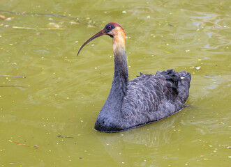 Photo montage , image fusion , black swan with curicaca