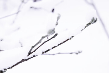 Minimalist image of the Magnolia branch in the winter season