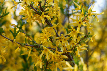 Forsythia shrub tree, genus olive, beautifully blooms in spring with yellow flowers