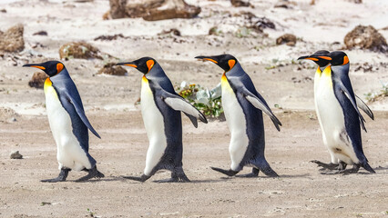 Fototapeta premium Volunteer Point, Falkland Islands, UK