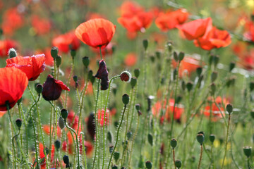 Obraz premium Poppies flower closeup spring season nature