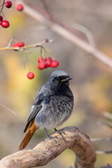 The black redstart male (Phoenicurus ochruros) small passerine bird