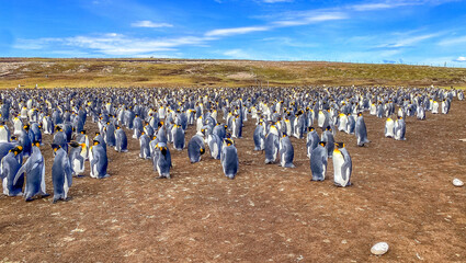 Obraz premium Volunteer Point, Falkland Islands, UK