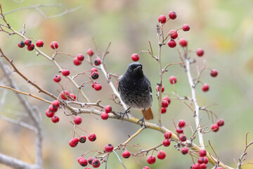 The black redstart male (Phoenicurus ochruros) small passerine bird