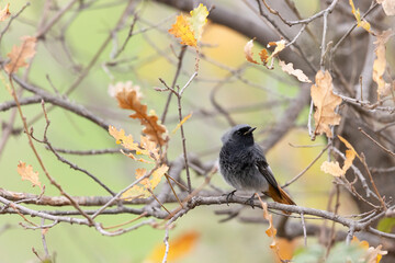 The black redstart male (Phoenicurus ochruros) small passerine bird