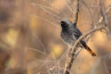 The black redstart male (Phoenicurus ochruros) small passerine bird