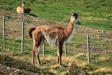 lhama ou guanaco no meio da estrada