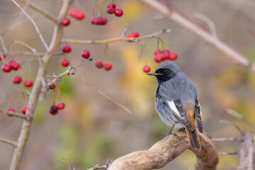 The black redstart male (Phoenicurus ochruros) small passerine bird