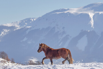 Wild Horses - Cavalli selvaggi al Gran Sasso - Abruzzo
