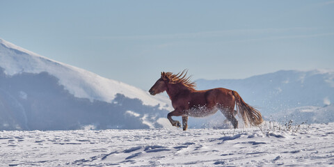 Wild Horses - Cavalli selvaggi al Gran Sasso - Abruzzo