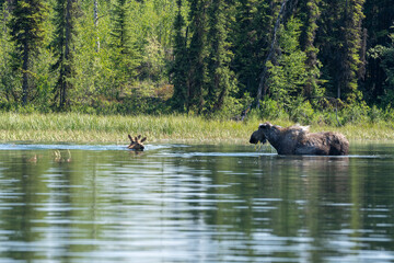 Alaskan moose in the pond with two calves