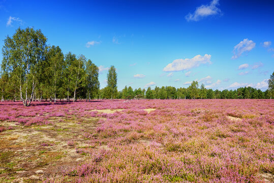 bl&uuml;hende Heide Landschaft Reicherskreuzer Heide bei Guben in Brandenburg