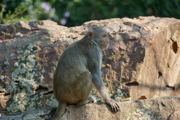 macaque on the rock