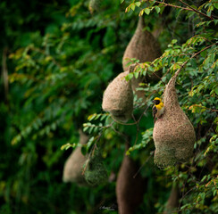 Real duity of nature 