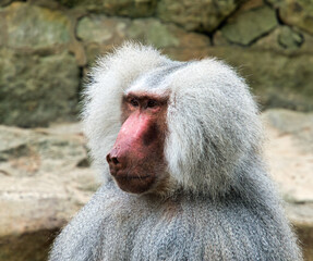 portrait of baboon