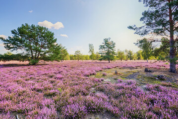 blühende Heide Landschaft Reicherskreuzer Heide bei Guben in Brandenburg