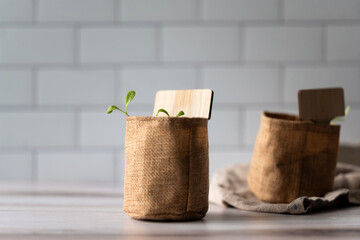 Growing seedling inside