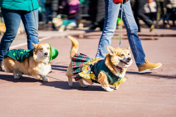 Pair of dogs, Welsh Corgi. Celebration of St. Patrick's Day, fun city parade, traditional carnival